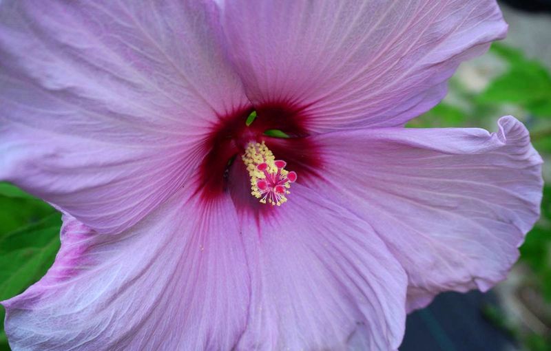 Flowers 17