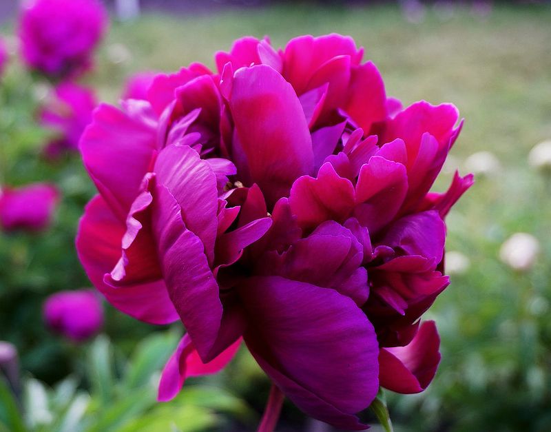 Flowers 17