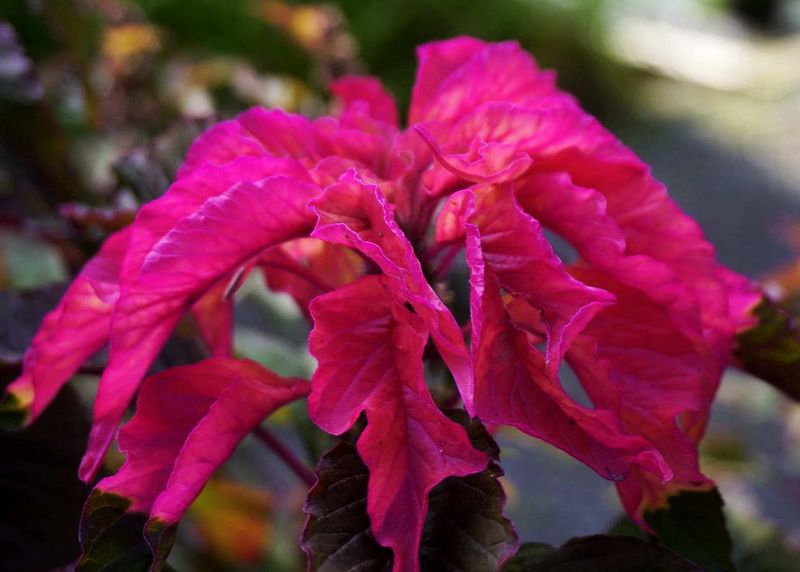 Flowers 17
