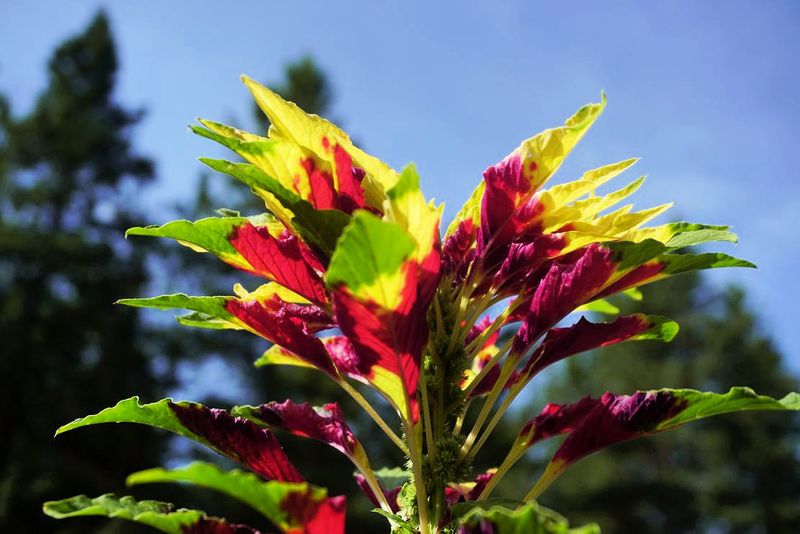 Flowers 17