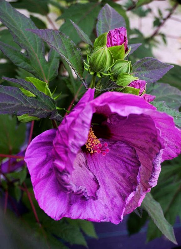 Flowers 17