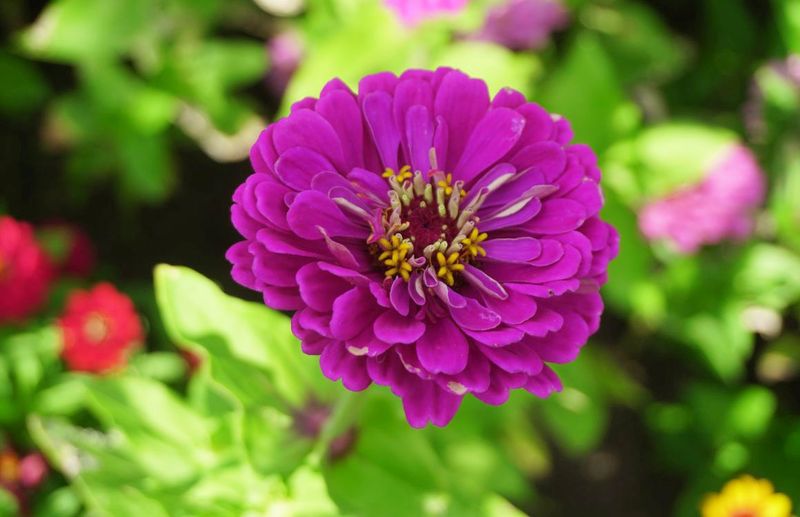 Flowers 17