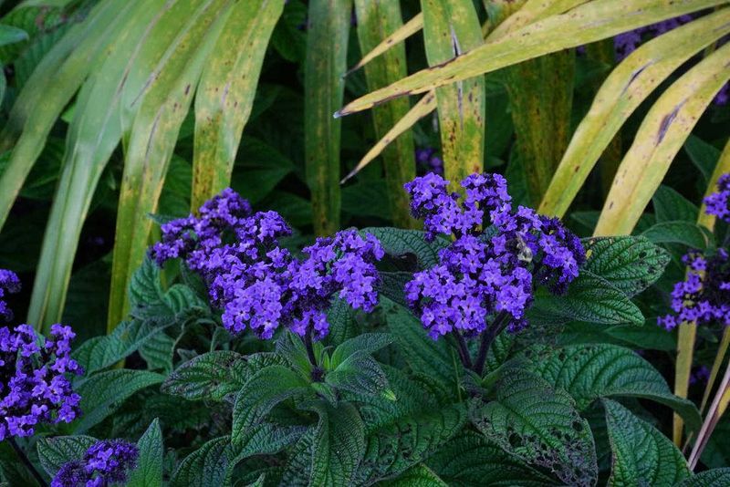 Flowers 17