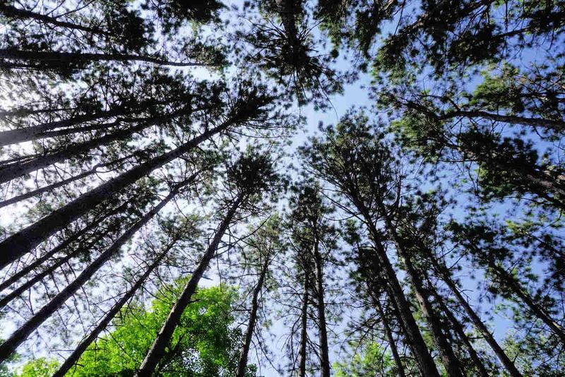 Trees