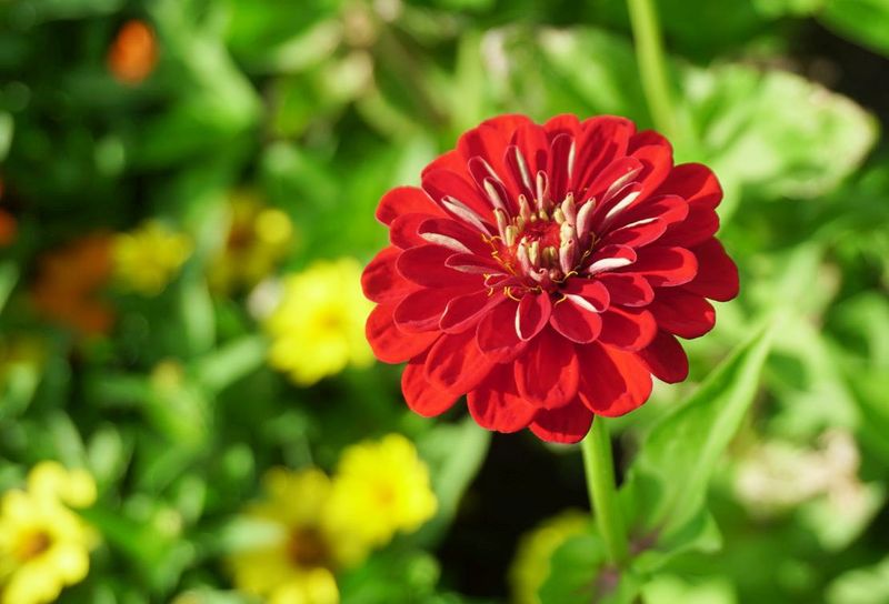 Flowers 17