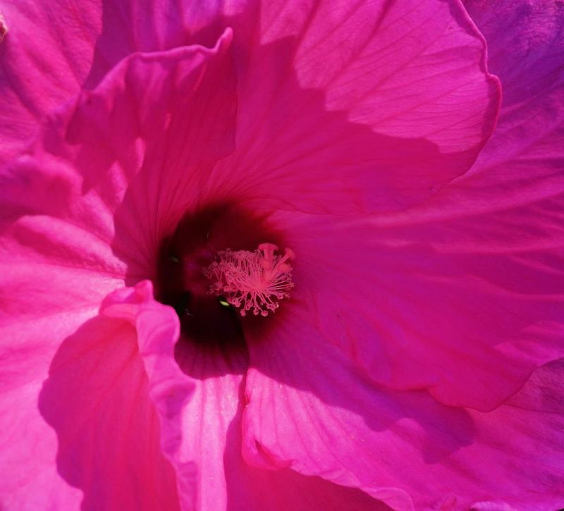 Flowers 17