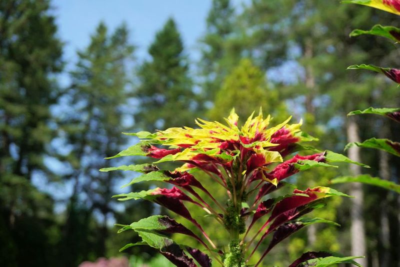 Flowers 17