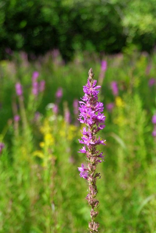 g13/17/118917/2/175797118.a6ad1b03.JPEG