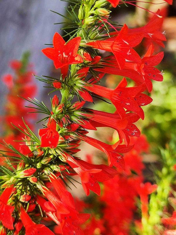 Flowers 17