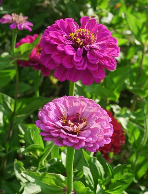 Flowers 17