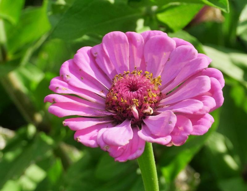 Flowers 17