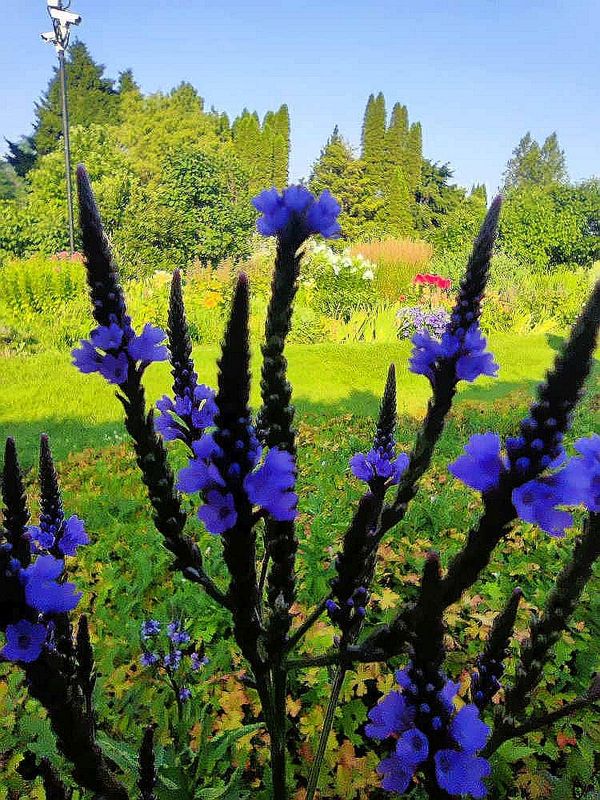 Flowers 17