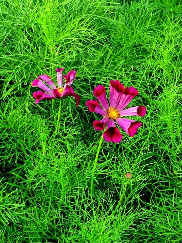 Flowers 17
