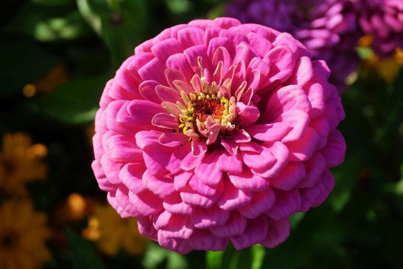 Flowers 17