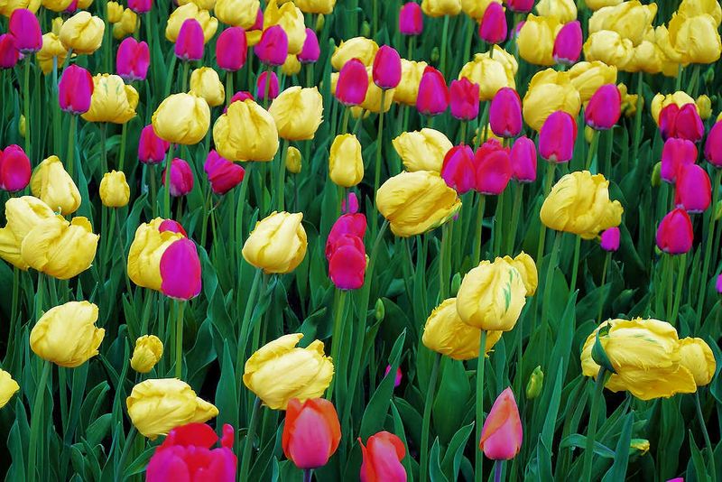 Tulips