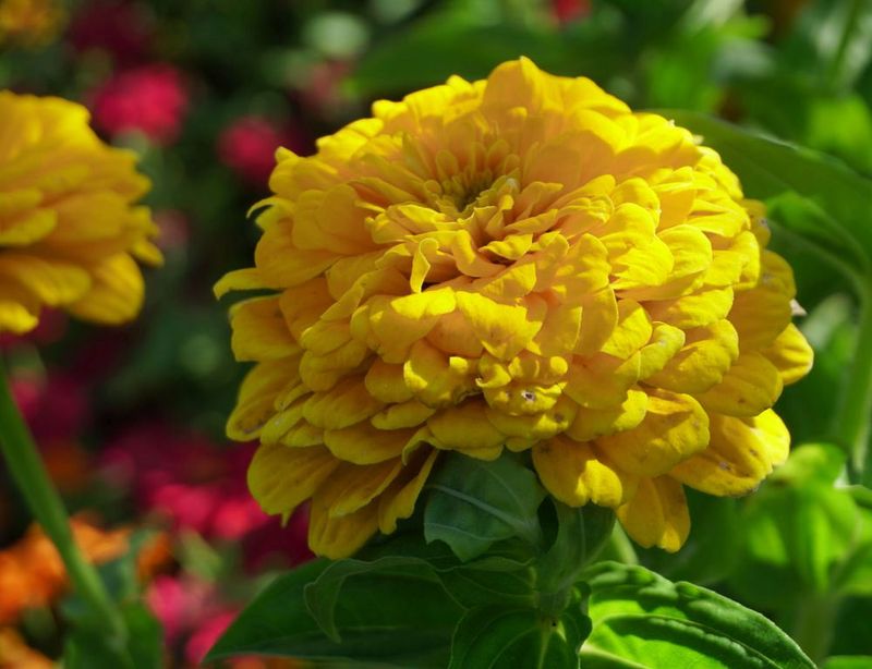 Flowers 17