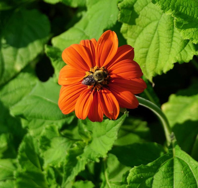 Flowers 17