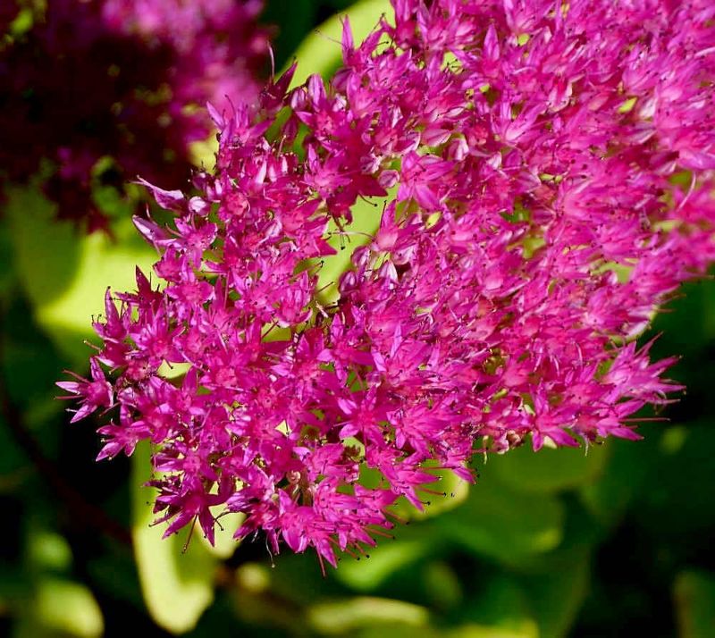 Flowers 17
