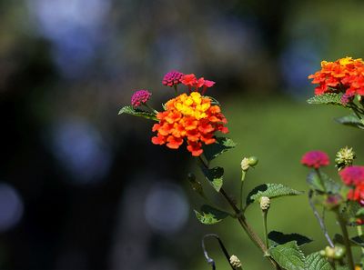 g13/17/118917/3/173126123.a1806a75.JPEG