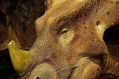 Canadian Museum of Nature