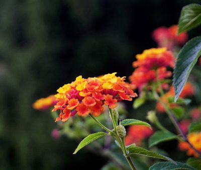 g13/17/118917/3/174849421.47405ae9.JPEG