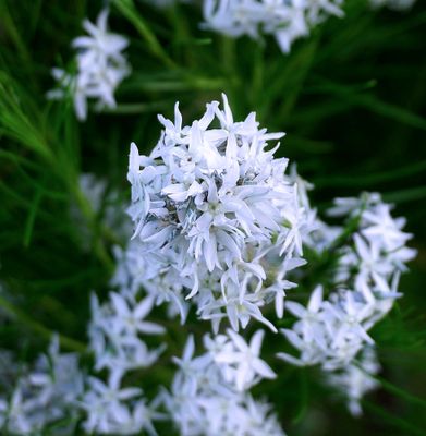 Flowers 17