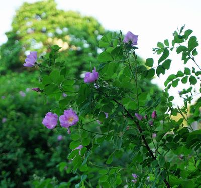 g13/17/118917/3/175609513.8cea7574.JPEG