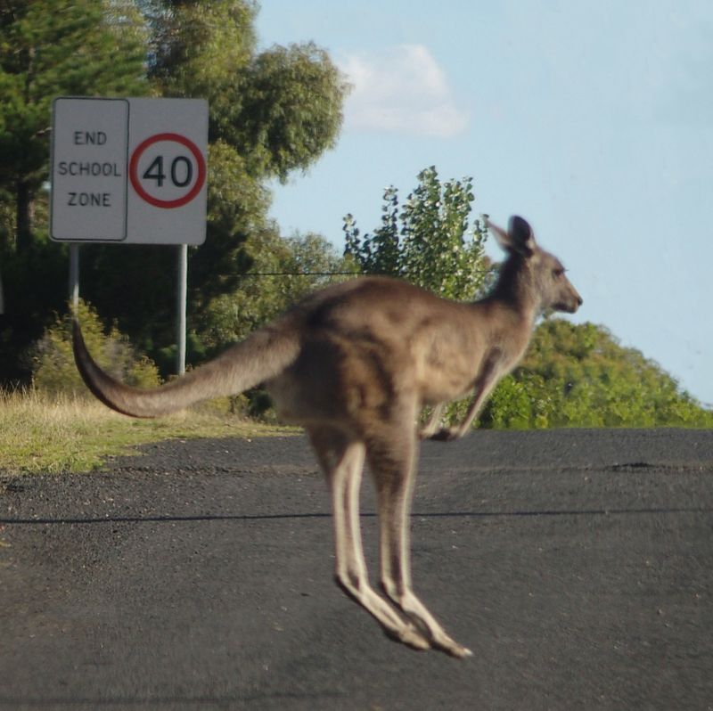 Eastern Grey kangaroo