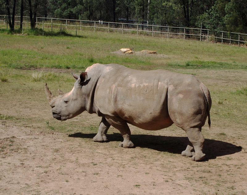 White Rhino