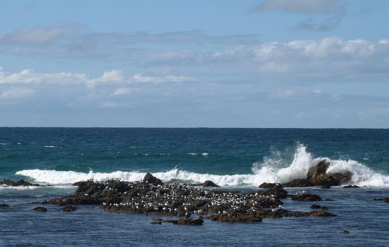 Seagulls on a rock