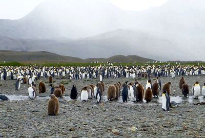 0451: King penguins on a stony beach