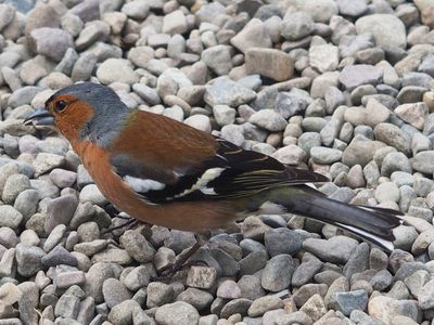 Chaffinch