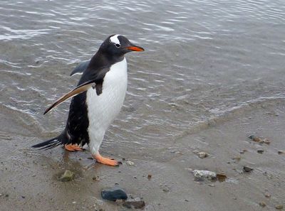 Gentoo, Antarctic Peninsula