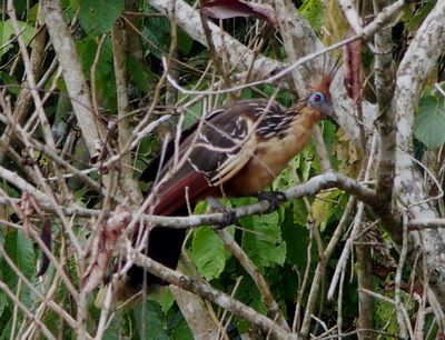 Hoatzin, Ecuador
