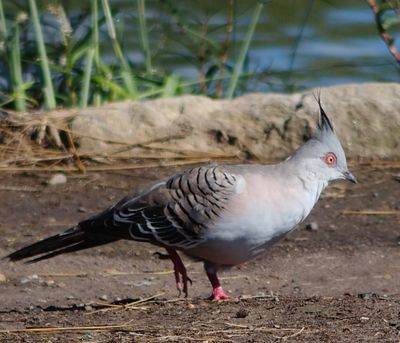 Crested pigeon, Sydney