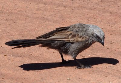 Apostle bird, New South Wales