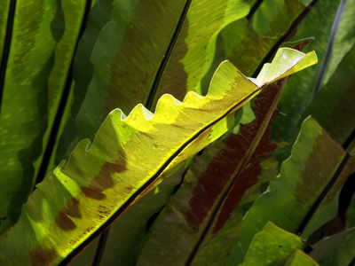 Leaf with coded message
