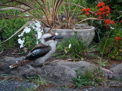 Kookaburra in  our garden