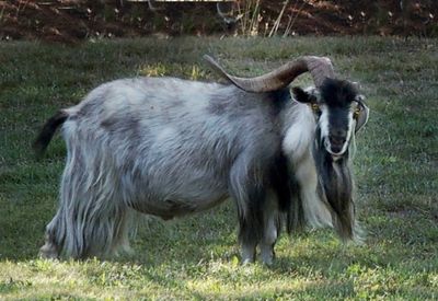 Asymmetric  billy goat