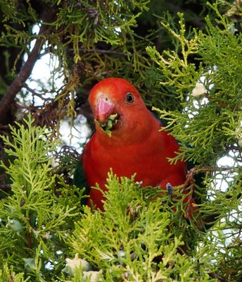 Male king parrot in cypress tree