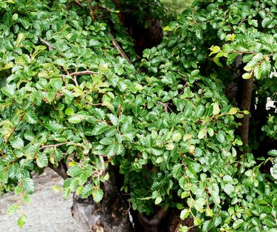 Antarctic beech