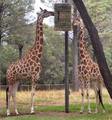 Giraffes at High Tea