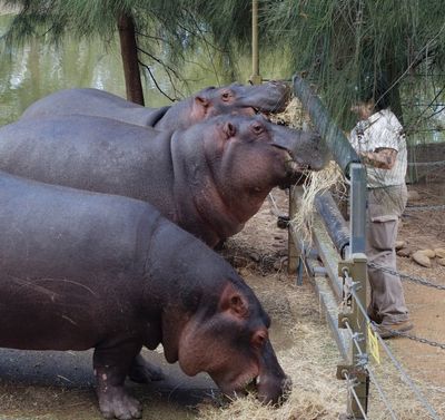 Hippos being fed