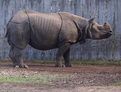 One-horned rhinoceros