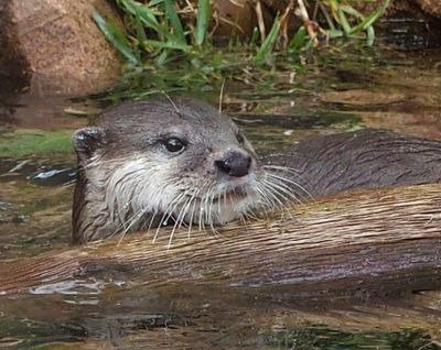 Small-clawed otter
