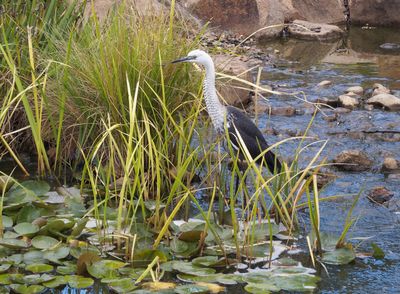 Shoyoen Japanese Garden, Dubbo