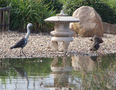Heron in a Japanese Garden