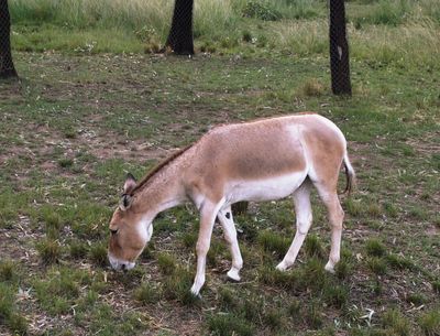 Persian Onager  Equus hemionus onager