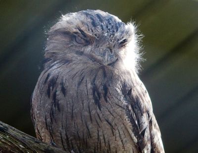 Tawny frogmouth in a cage