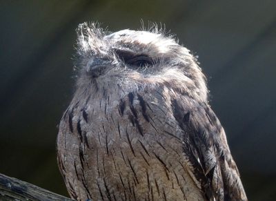 Tawny frogmouth in a cage